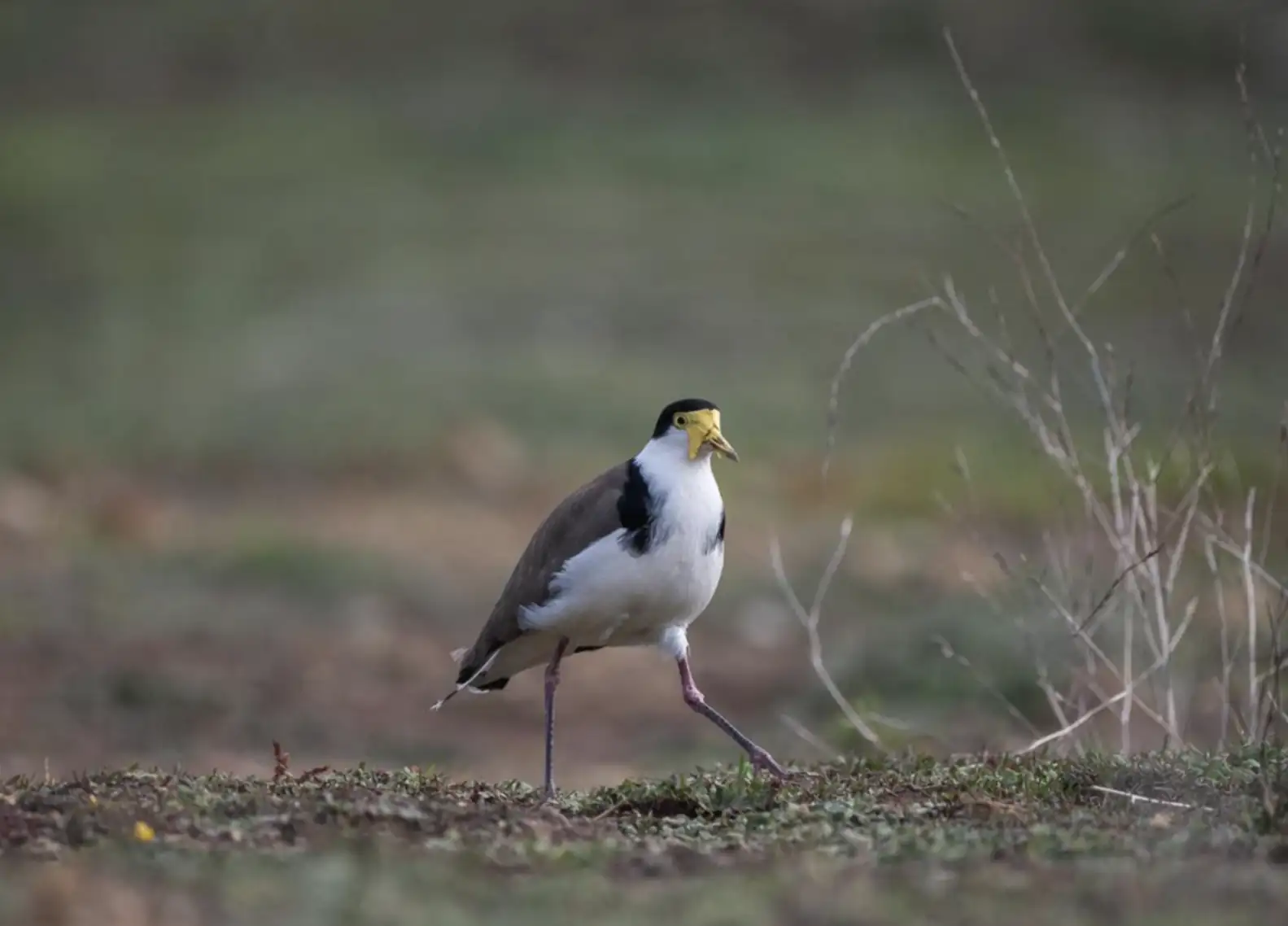 Bonorong Wildlife Sanctuary
