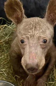 Read more about the article Wildlife Rescue: Orphaned Bear Cub Found in Fragile State Makes a Stunning Recovery in California