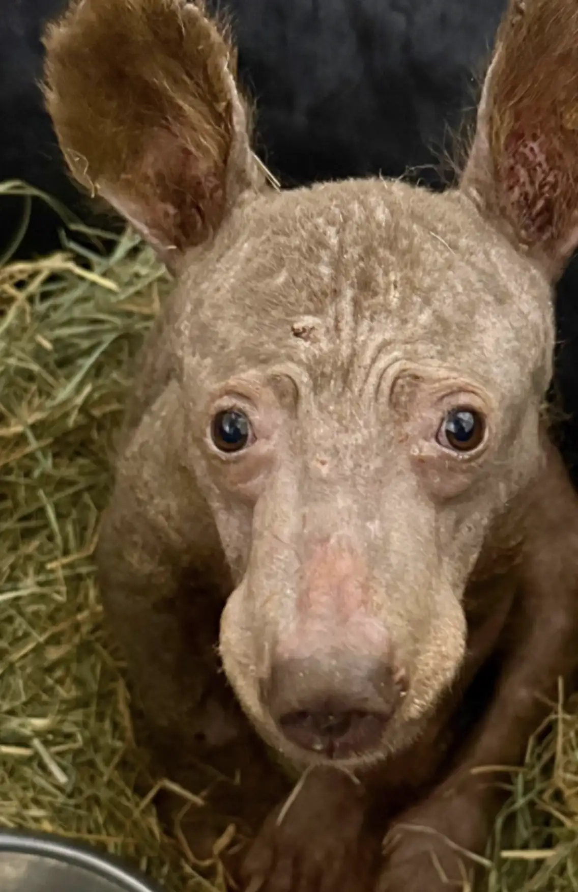 You are currently viewing Wildlife Rescue: Orphaned Bear Cub Found in Fragile State Makes a Stunning Recovery in California