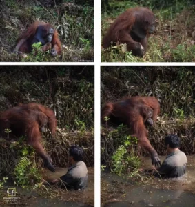 Read more about the article Wild Orangutan’s Heartwarming Act: Reaches Out to Help a Man Stuck in Mud