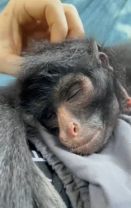 Read more about the article After 2 Years Apart, Wild Monkey Instantly Recognizes the Man Who Saved Her