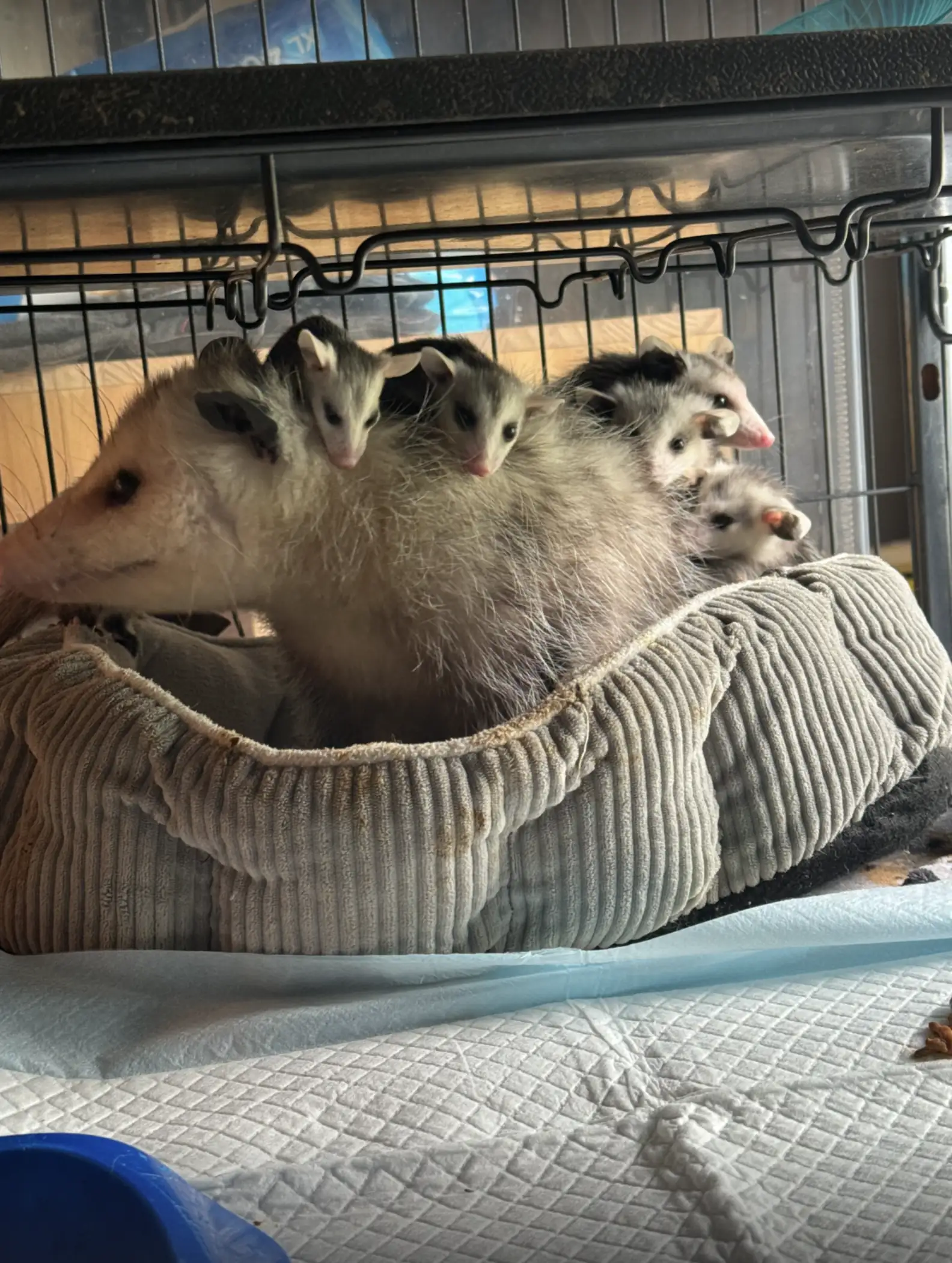 You are currently viewing The Blind Opossum Who Lost Everything — Until Love Found Her Again