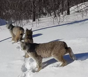 Read more about the article A Snowy Drive Turned Into a Once-in-a-Lifetime Encounter with Majestic Wild Cats