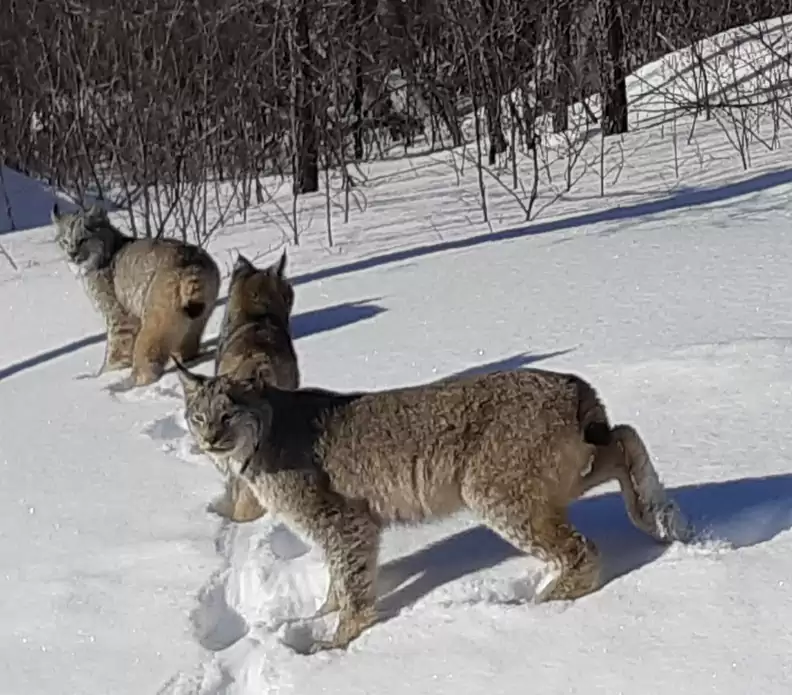 You are currently viewing A Snowy Drive Turned Into a Once-in-a-Lifetime Encounter with Majestic Wild Cats