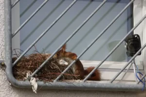 Read more about the article Family of Squirrels Caught Napping Together—Right Outside a Photographer’s Window