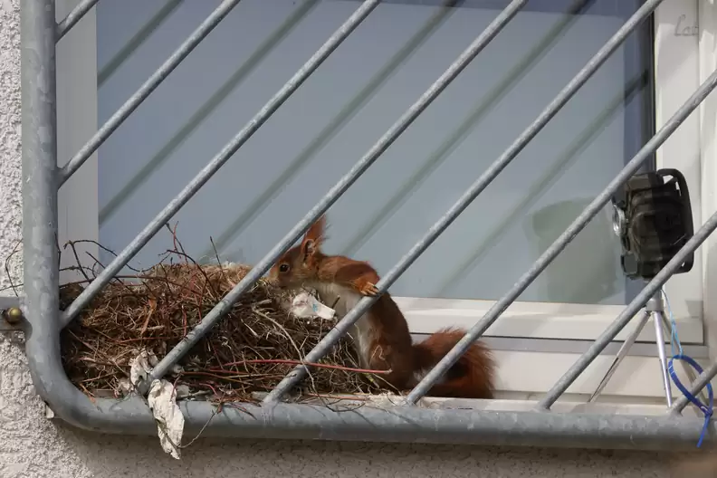 You are currently viewing Family of Squirrels Caught Napping Together—Right Outside a Photographer’s Window