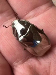 Read more about the article Man Discovers a Glinting Beetle in Costa Rica—A Wildlife Encounter Too Stunning to Be Real