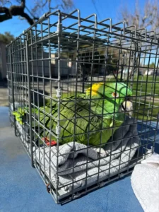 Read more about the article Parrot Rescue: 40-Year-Old Debbie Survives Alone for Two Weeks, Finds a New Lease on Life