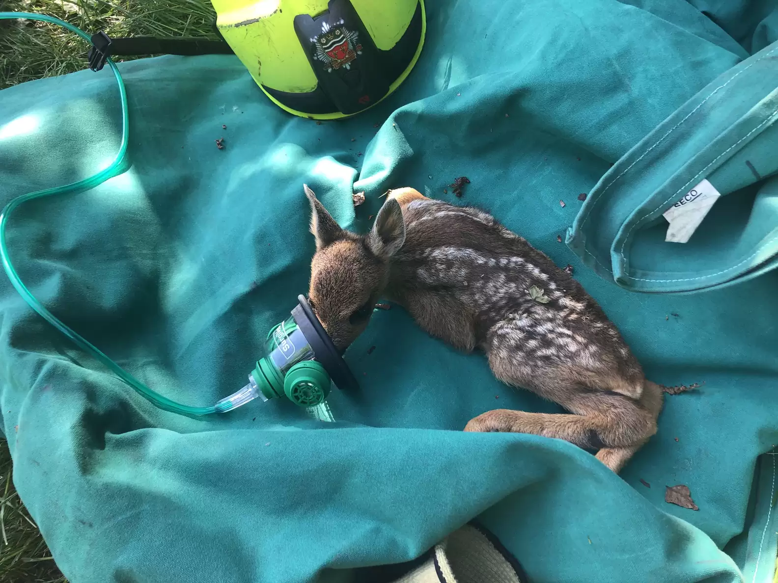 Rescue Story: Firefighters Save Baby Deer Using Tiny Oxygen Mask After Massive Wildfire