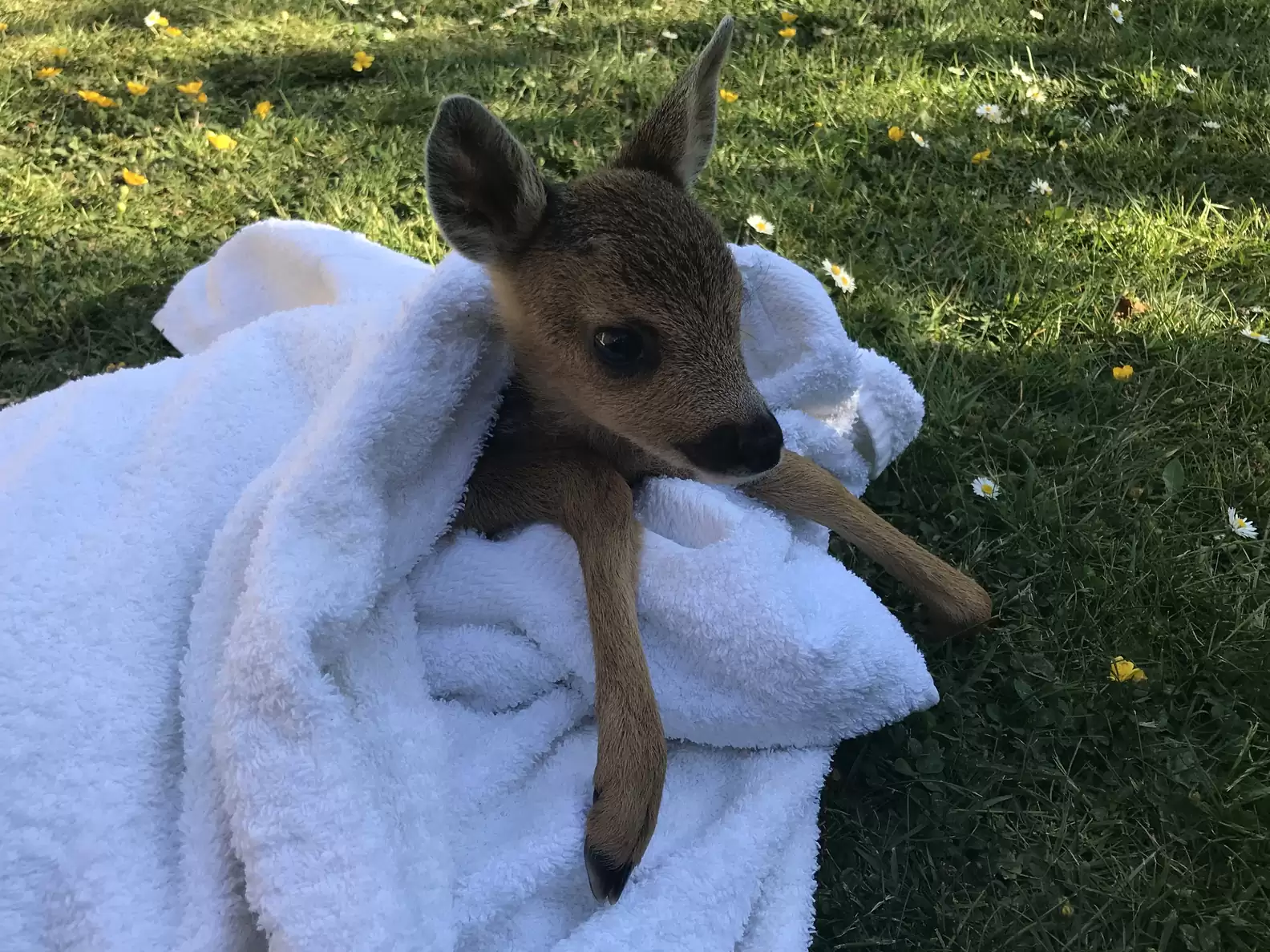 Rescue Story: Firefighters Save Baby Deer Using Tiny Oxygen Mask After Massive Wildfire