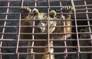 Read more about the article Animal Rescue Stories: The Bears Who Spent 10 Years in a Tiny Cage Finally Found Freedom