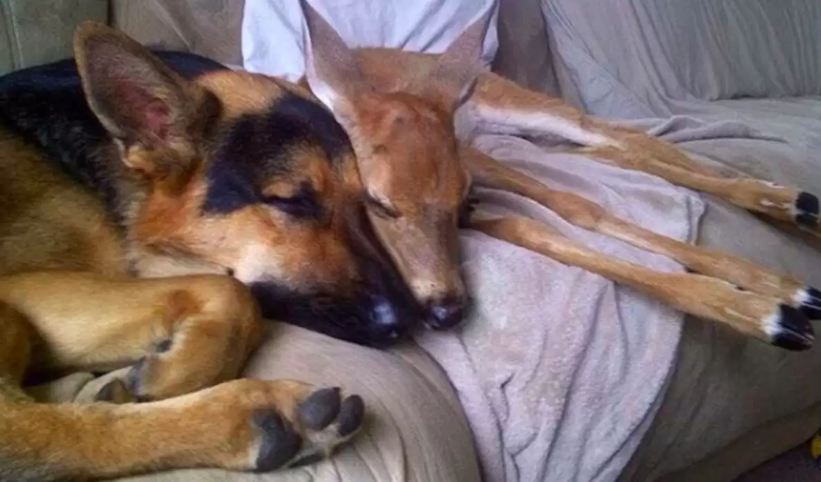 You are currently viewing Animal Friendship Stories: Loyal German Shepherd Becomes Loving Nanny to Orphaned Deer