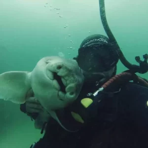 Read more about the article Wildlife Wonder: Shark Swims to Diver for a Cuddle Every Time She Sees Him