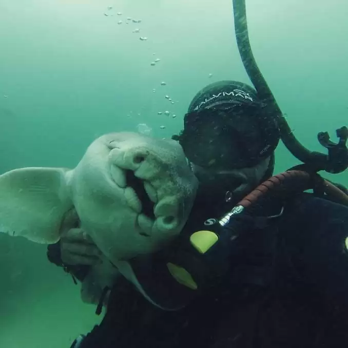 You are currently viewing Wildlife Wonder: Shark Swims to Diver for a Cuddle Every Time She Sees Him