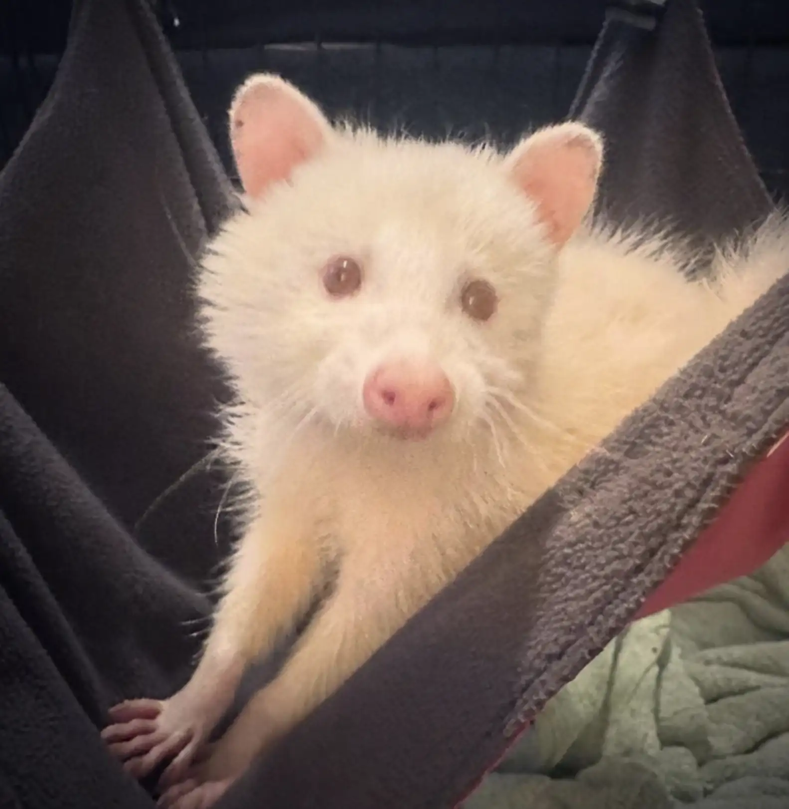 You are currently viewing Wildlife Mystery: Rescued Animal Leaves Experts Scratching Their Heads