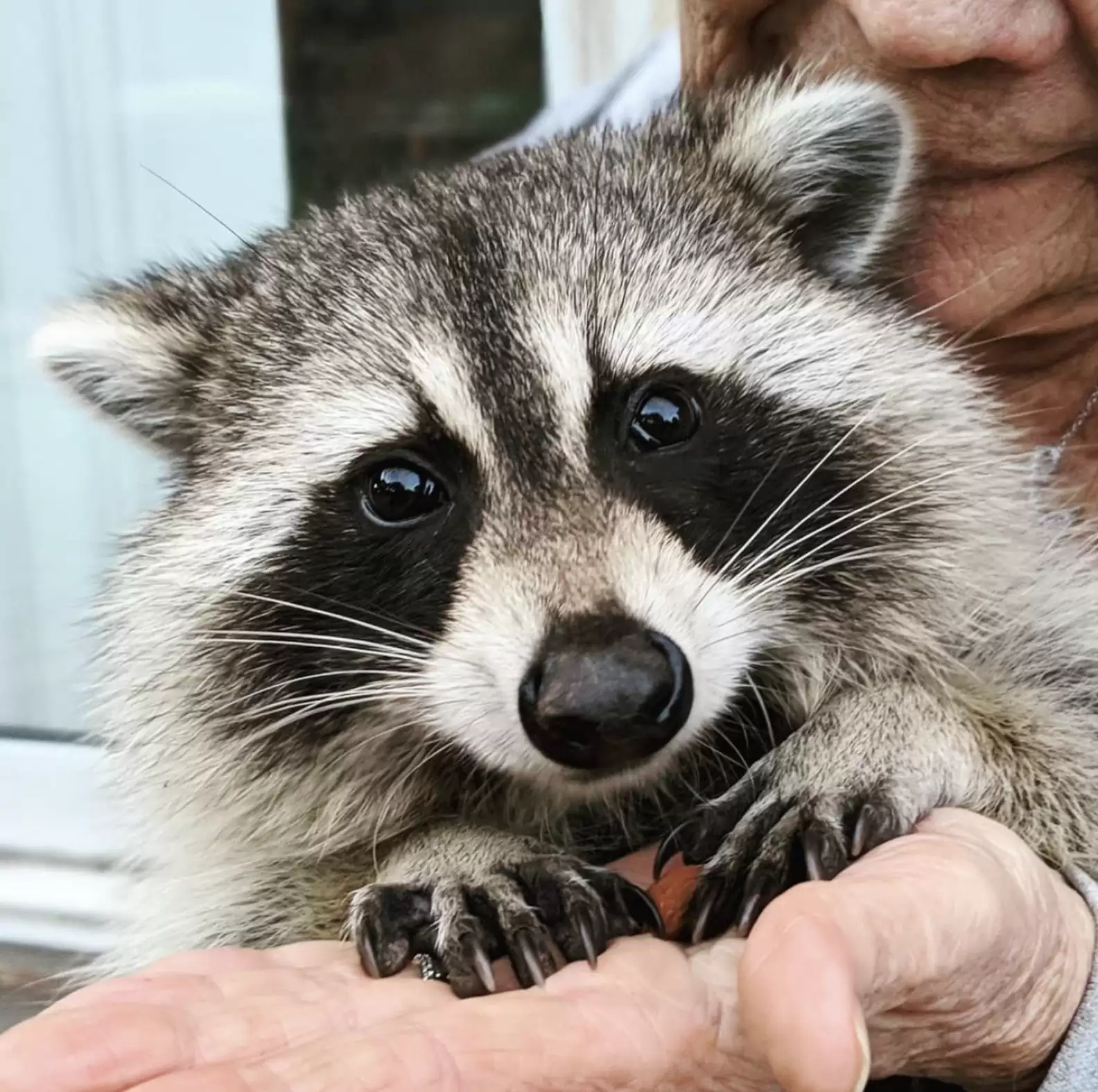 You are currently viewing Raccoon Returns After Three Years — A Heartwarming Reminder of How Animals Remember Kindness