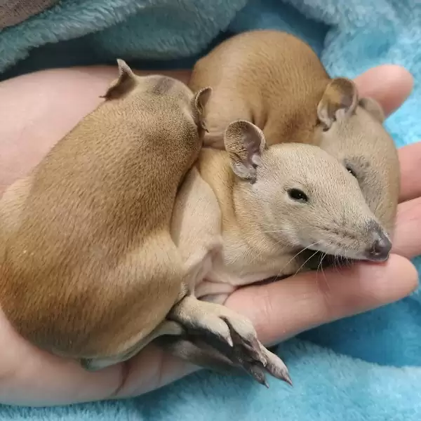 Facebооk/Darling Range Wildlife Shelter WA