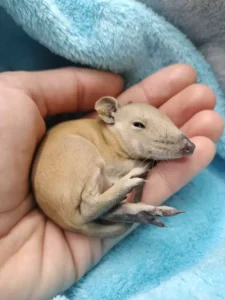 Read more about the article Woman Shocked to Find Mystery Animals Snuggled in Her Dogâs Bed After a Stormy Night