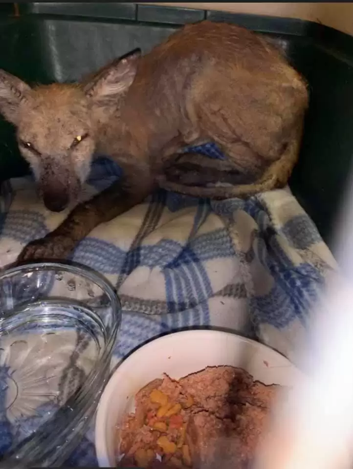 Margaret Raines, Missy Dubuissоn