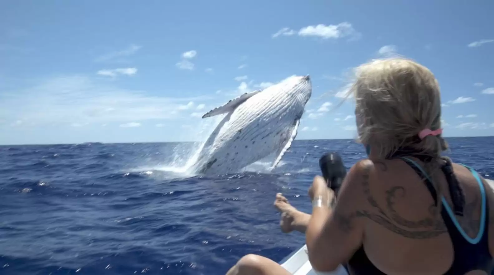 You are currently viewing Kind Whale Saves Diver: An Unbelievable True Story of Interspecies Heroism