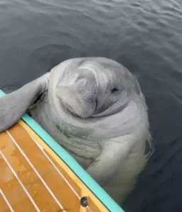 Read more about the article Curious Manatee Approaches Paddleboarder in a Peaceful Florida Encounter