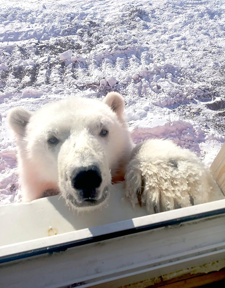 A friendly polar bear cub