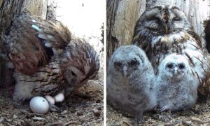 Read more about the article Heartbroken Mother Owl Finally Finds Joy — Proof That Animals Never Give Up on Love