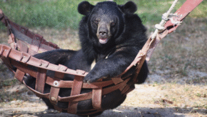 Read more about the article Rescued Bear With 3 Legs Finds Joy in His Hammock—and a Love for Watermelon