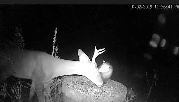 You are currently viewing Animals and Cooperation: Trail Cam Captures an Opossum Helping a Deer Remove Ticks