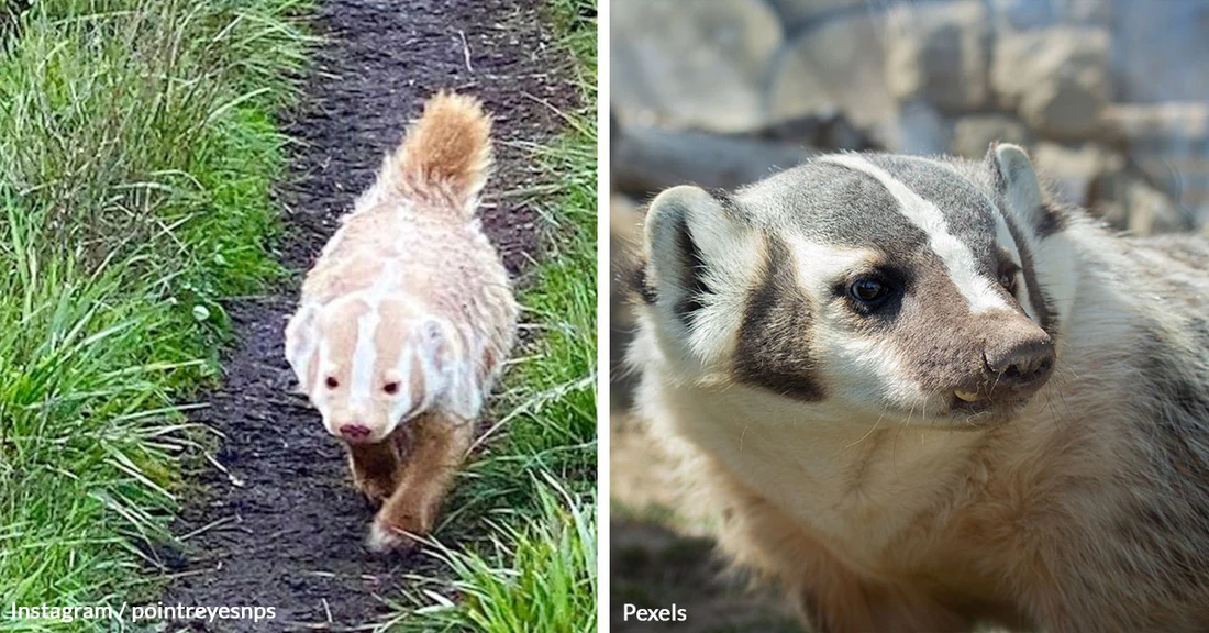You are currently viewing Hiker Stunned by Super-Rare White Badger Sighting in Marin County