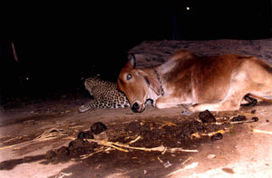 Read more about the article The Real Story Behind the Leopard and Cow Friendship That Still Baffles Scientists