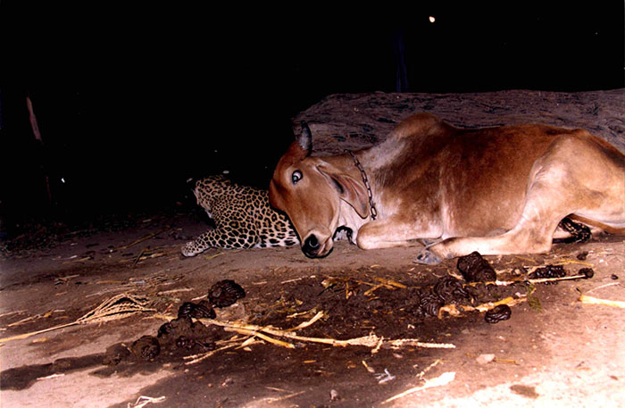 Read more about the article The Real Story Behind the Leopard and Cow Friendship That Still Baffles Scientists