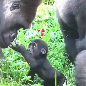 Read more about the article A Gentle Gorilla Father’s Tender First Meeting With His Baby Has Moved Millions