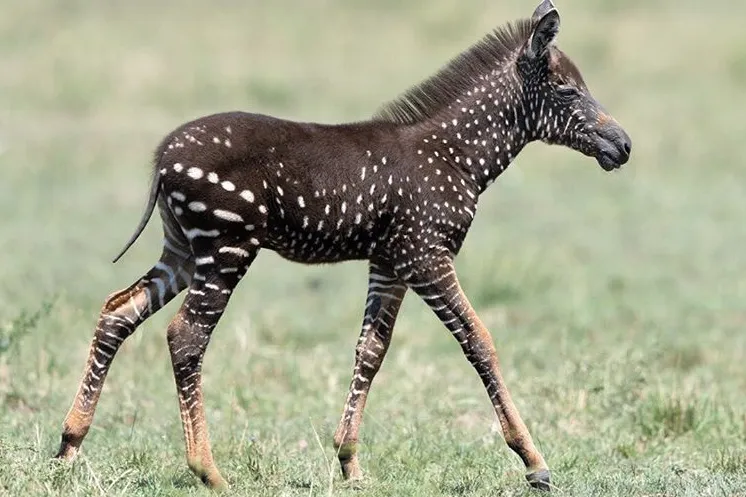 A rare spotted zebra is shown in the Maasai Mara National Reserve in Kenya in September 2019. Frank Liu/Instagram