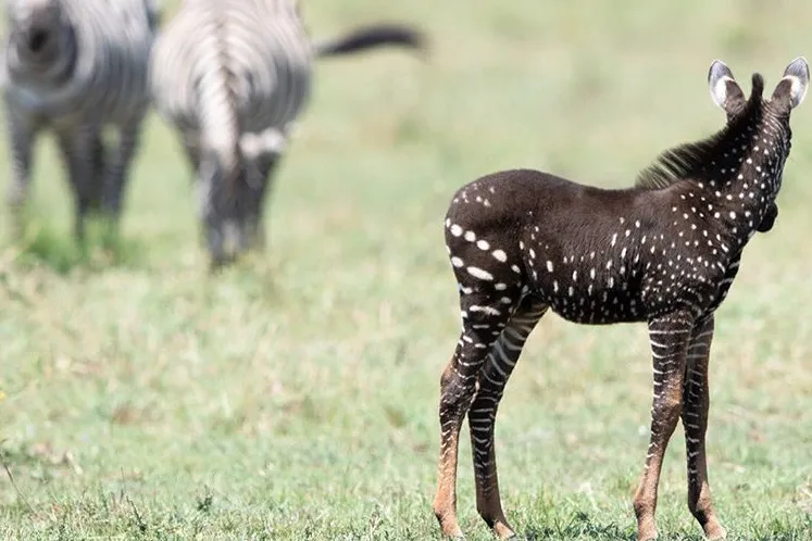 A rare spotted zebra is shown in the Maasai Mara National Reserve in Kenya in September 2019. Frank Liu/Instagram