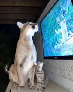 Read more about the article Mountain Lion Adopts Cat? The Unbelievable Story of a Backyard Encounter