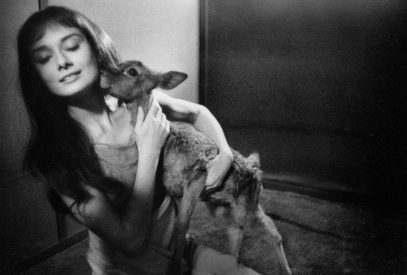 You are currently viewing Audrey Hepburn’s Fawn: The Heartbreaking Story Behind Her Famous Pet Deer