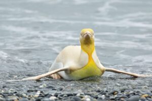 Read more about the article Rare Yellow Penguin Stuns Scientists—and Reveals a Lesson About Credit in Nature