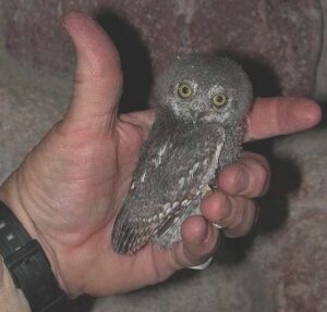 Read more about the article The Tiny Owl With Big Survival Skills: What the Elf Owl Can Teach Us About Insurance