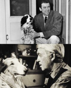 Read more about the article James Stewart’s Last Friend: The Dog Who Saw Him Through His Darkest Grief