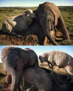 Read more about the article An Unlikely Elephant and Sheep Friendship: The Story of Two Orphans Who Healed Each Other