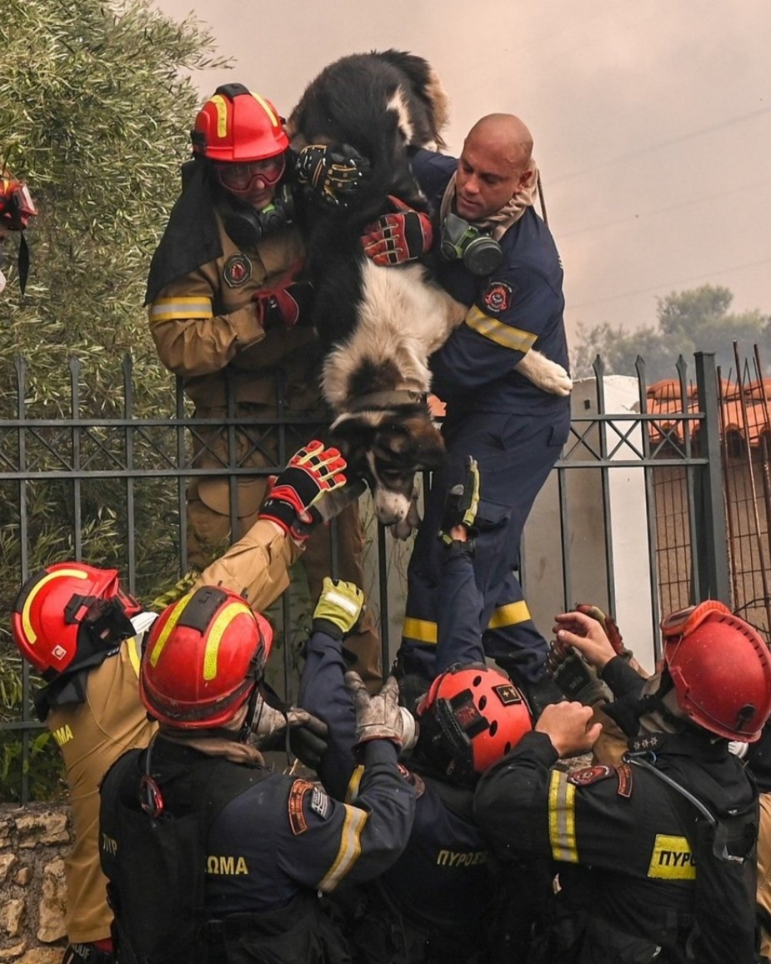 You are currently viewing Heroes in the Flames: This Firefighter Dog Rescue Saved More Than Just a Life
