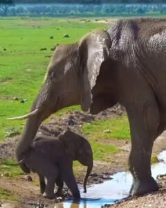 Read more about the article The Elephant Who Learned to Swim: A Mother’s Powerful Lesson in Love