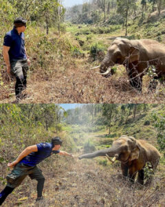 Read more about the article An Elephant Never Forgot: The Incredible Story of a Vet’s Kindness Returned 12 Years Later