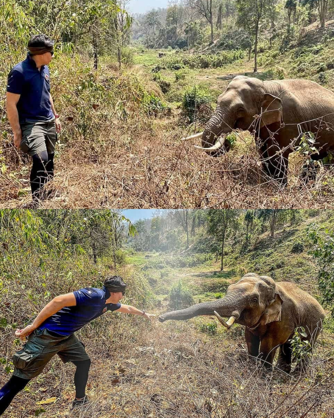 You are currently viewing An Elephant Never Forgot: The Incredible Story of a Vet’s Kindness Returned 12 Years Later