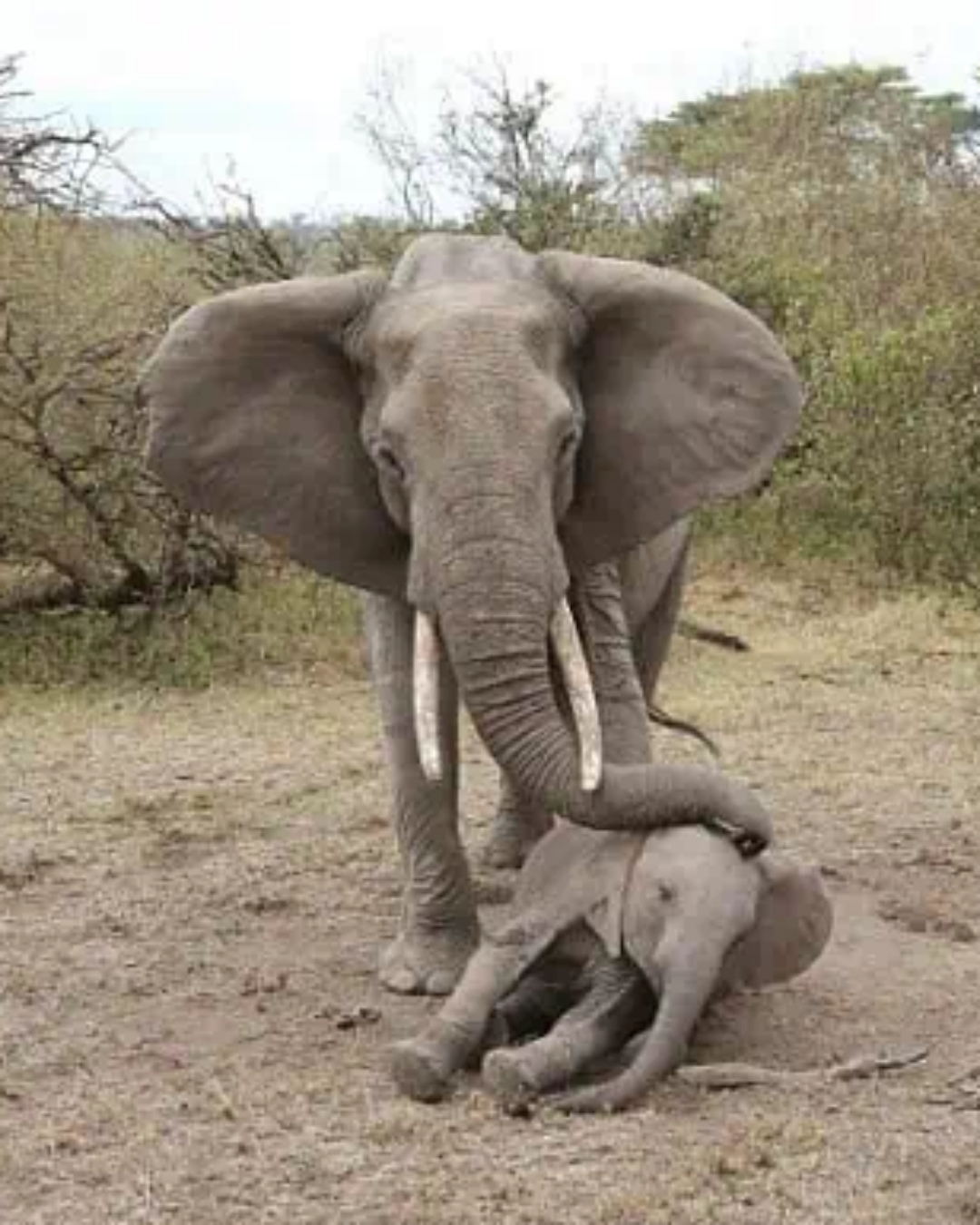 You are currently viewing The Mother Elephant Who Refused to Give Up: A Story of Unbreakable Love