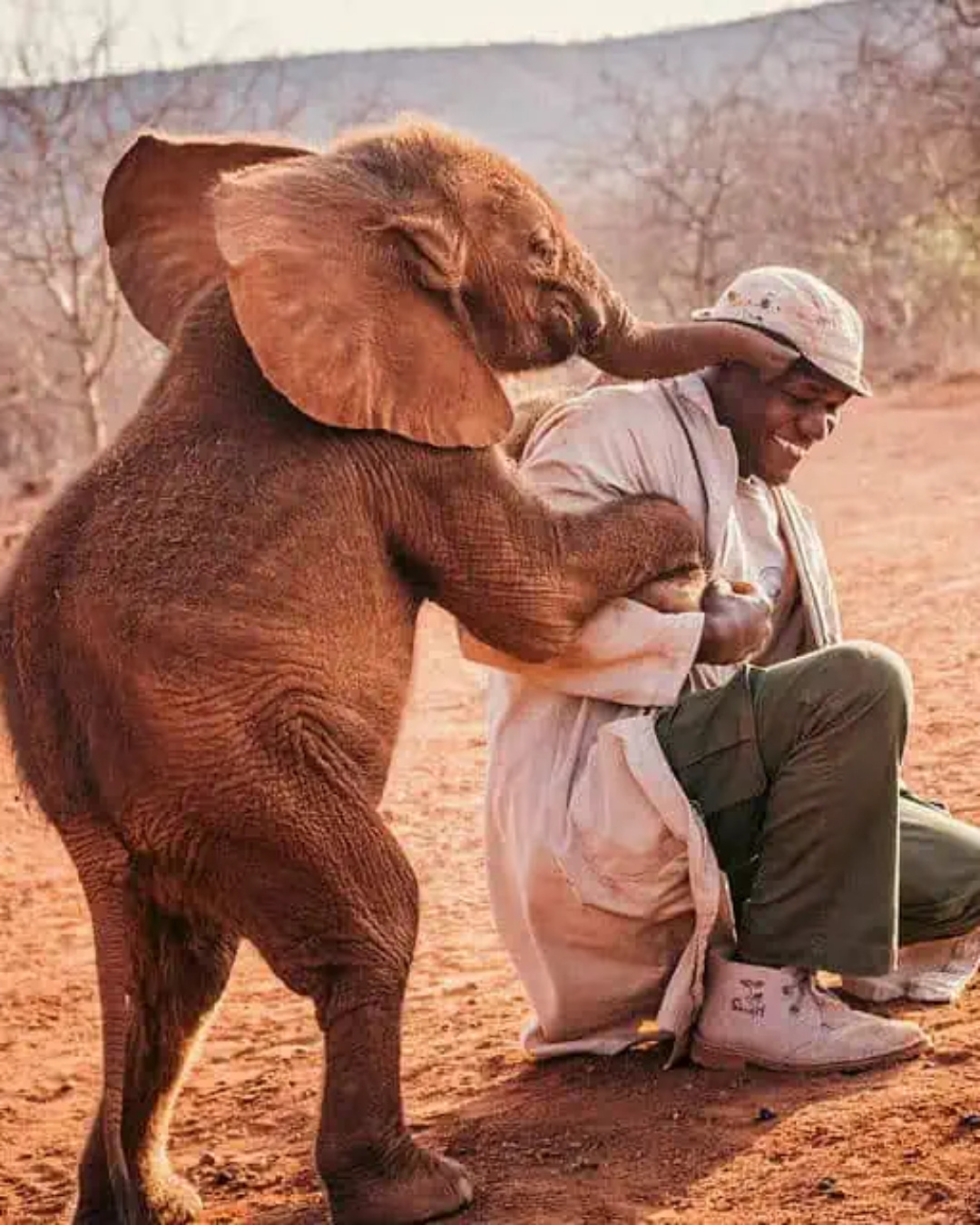 You are currently viewing The Orphans of the Savannah: A Story of Heartbreak and Unbreakable Hope