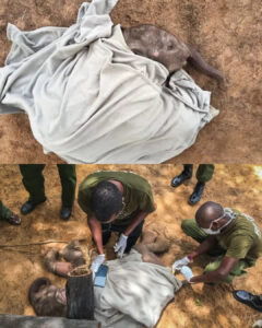 Read more about the article Incredible Baby Elephant Rescue: The Men Who Jumped Into a Raging River to Save a Crying Calf
