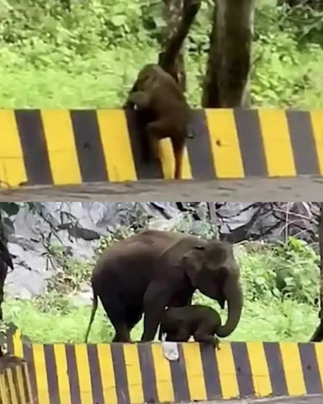 You are currently viewing Viral Video: A Gentle Elephant Lift Shows the World a Mother’s Unstoppable Love