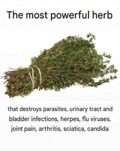 Read more about the article Oregano Oil: The Most Potent Herb for Destroying Parasites and Urinary Tract Infections